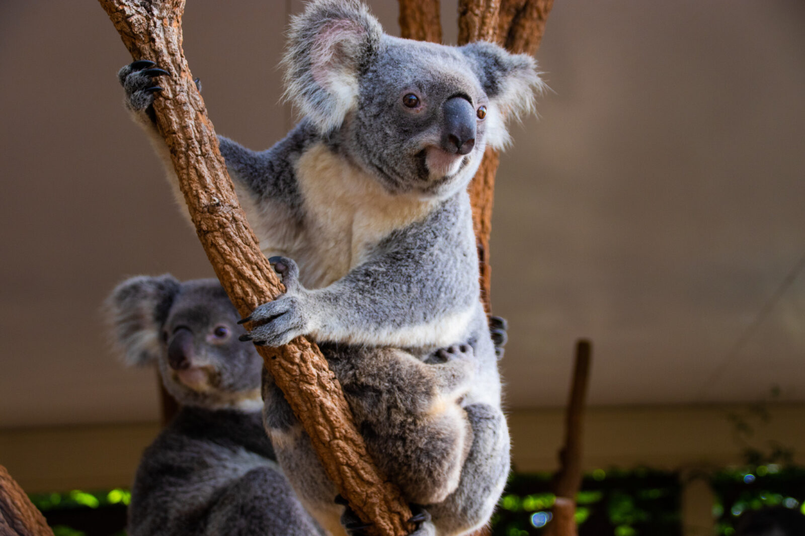 Lone Pine Koala Sanctuary