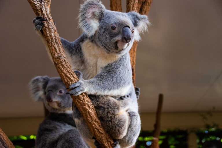 Lone Pine Koala Sanctuary